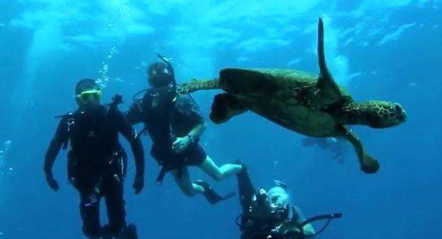 Ray-Hernandez-turtle