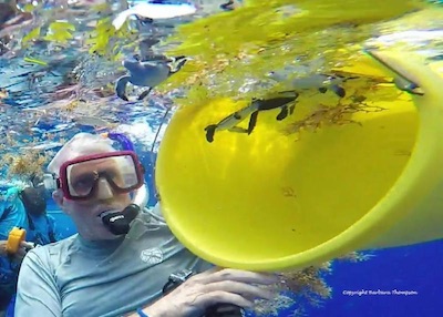 September 2018 EPIC Adventure_green_turtles_in_yellow_bucket_at surface with a snorkeler