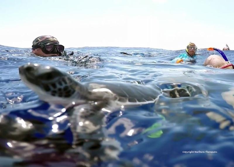 September 2018 EPIC Adventure_close_up_of_green_turtle